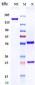Anti-IL-18 Reference Antibody (Camoteskimab)